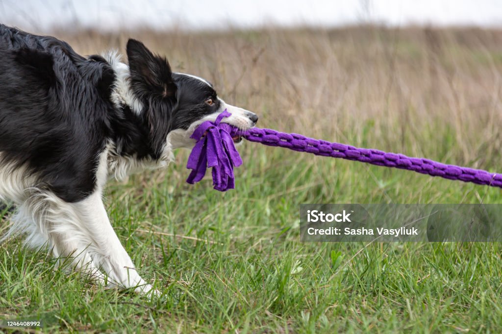 A border collie plays a tug of purple toy rope while standing in the grass in a clearing in the afternoon. Horizontal orientation A border collie plays a tug of purple toy rope while standing in the grass in a clearing in the afternoon. Horizontal orientation. High quality photo. Dog Stock Photo