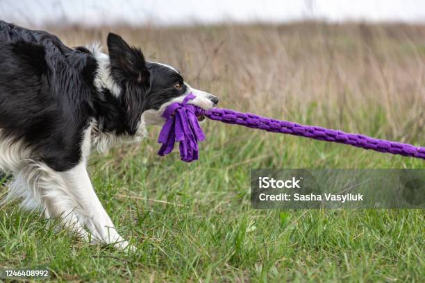 A Border Collie Plays A Tug Of Purple Toy Rope While Standing In The Grass In A Clearing In The Afternoon Horizontal Orientation Stock Photo - Download Image Now