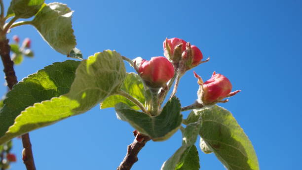 istock Flowering apple (Malus domestica) branch on a background of blue sky 1246418840