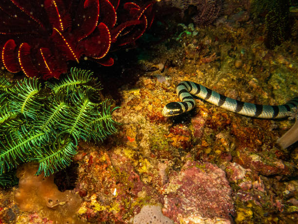 istock Sea krait, Laticauda at a reef in Puerto Galera, Philippines 1246418849