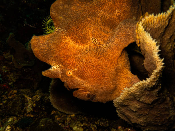 il pesce rana di commerson antennarius commerson o il pesce rana gigante, in una barriera corallina a puerto galera, filippine - puerto galera foto e immagini stock