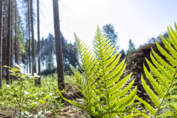 A green fern in the forest. Blue sky, plants, trees and wood.