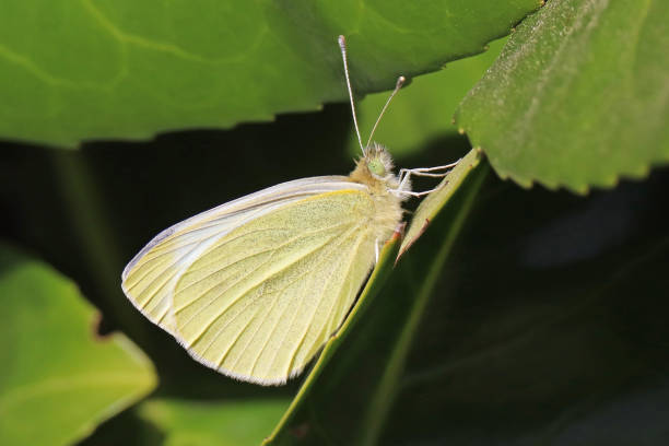 istock Piedride of the rave (Pieris rapae). 1246422086