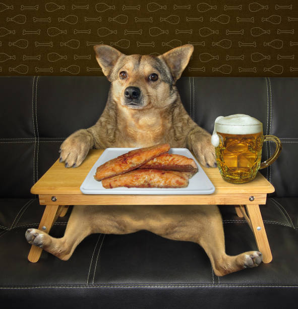 The beige dog is drinking beer and eating fried fish from a white square plate at a wooden bed tray on a black leather sofa.