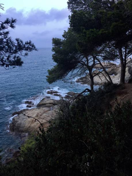 istock The forest and the sea 1246424367