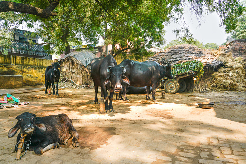 The indian domestic cows in remote village