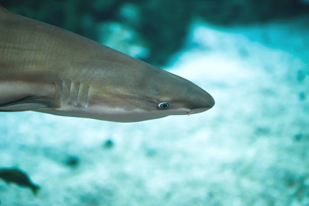 istock Reef shark closeup in the ocean 1246433078