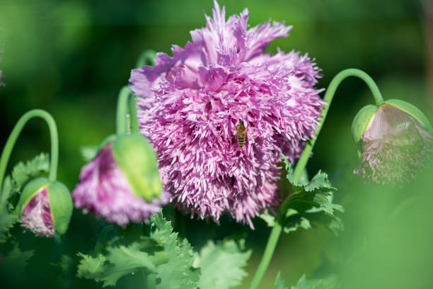 nahaufnahme von kultivierten mohnblumen, die in einem frühlingsgarten blühen - selektiver fokus - poppy purple flower close up stock-fotos und bilder
