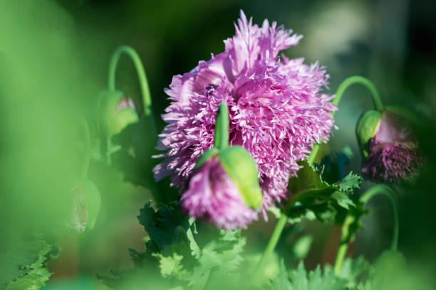 nahaufnahme von kultivierten mohnblumen, die in einem frühlingsgarten blühen - selektiver fokus - poppy purple flower close up stock-fotos und bilder