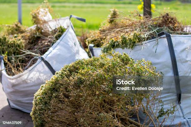 Big White Bags Filled With Organic Green Garden Waste After Gardening Local Councils Collecting Green Waste To Process It Into Green Energy And Compost Stock Photo - Download Image Now