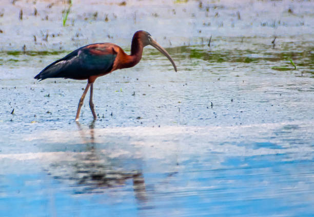 Glossy ibis wading in water