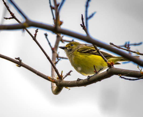 istock White eyed vireo perched on branch 1246439518