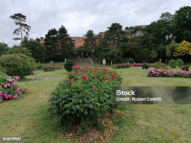 Flowers In The Parc De La Tête Dor Stock Photo - Download Image Now - Auvergne-Rhône-Alpes, Beauty In Nature, Blossom