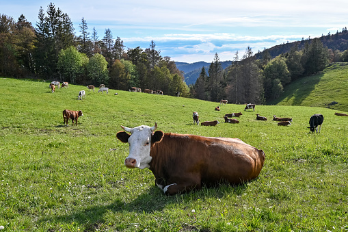 A grass field with lots of cows in the Black Forest