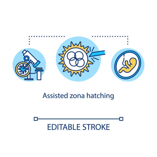 Vector illustration of Assisted zona hatching concept icon. Fetus development. In vitro reproduction. Alternative pregnancy idea thin line illustration. Vector isolated outline RGB color drawing. Editable stroke