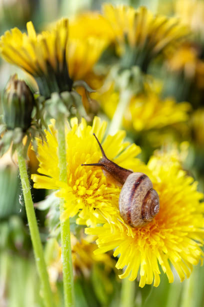 Little snail crawls on yellow dandelion flower