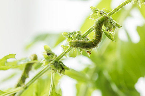 Caterpillar eating basil, extreme close-up