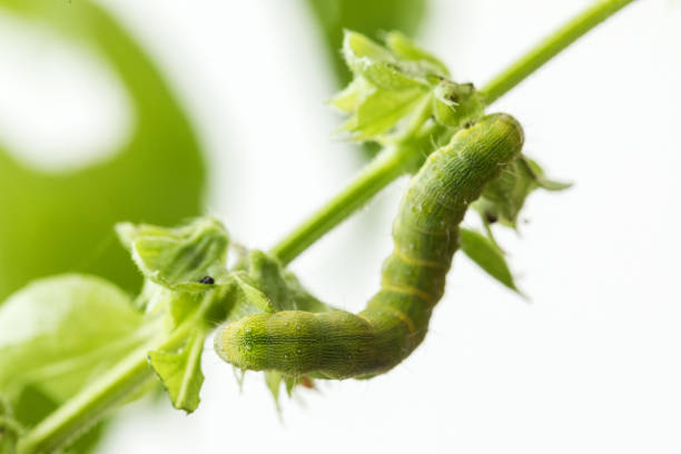 Caterpillar eating basil, extreme close-up