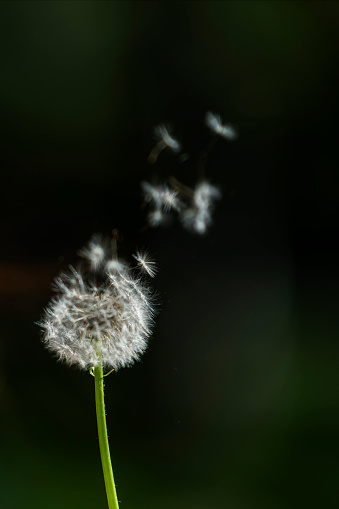 Close-up dandelion seeds