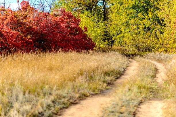 istock Autumn forest landscapes 1246480891
