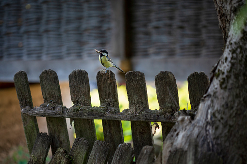 The great tit, a small passerine bird with butterfly in her
beak on a wooden fence