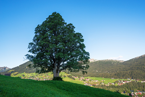 Single large maple tree in a meadow with a mountain landscape in the background, Kleinwalsertal, Austria