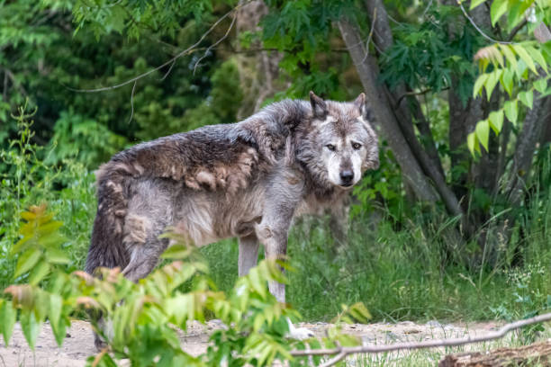 istock Timberwolf in his territory during fur change 1246494070