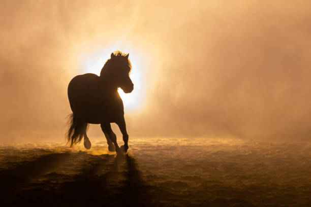 istock Shetland pony in smokey setting 1246494589