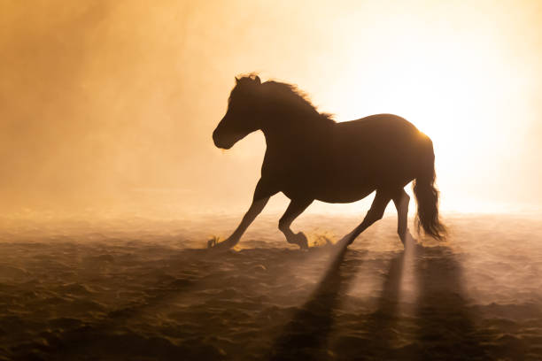 istock Shetland pony in smokey setting 1246494598