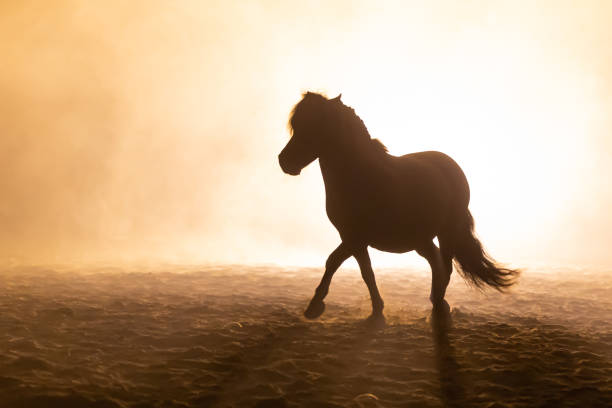 istock Shetland pony in smokey setting 1246495709