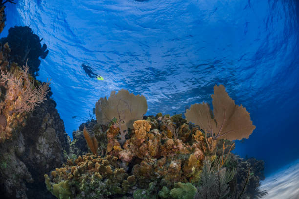 istock Caribbean coral reef and diver 1246496268
