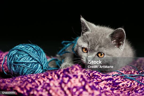 Carino Gattino Britannico Gatto Dal Pelo Corto - Fotografie stock e altre immagini di Ambientazione interna - Ambientazione interna, Animale, Animale da compagnia