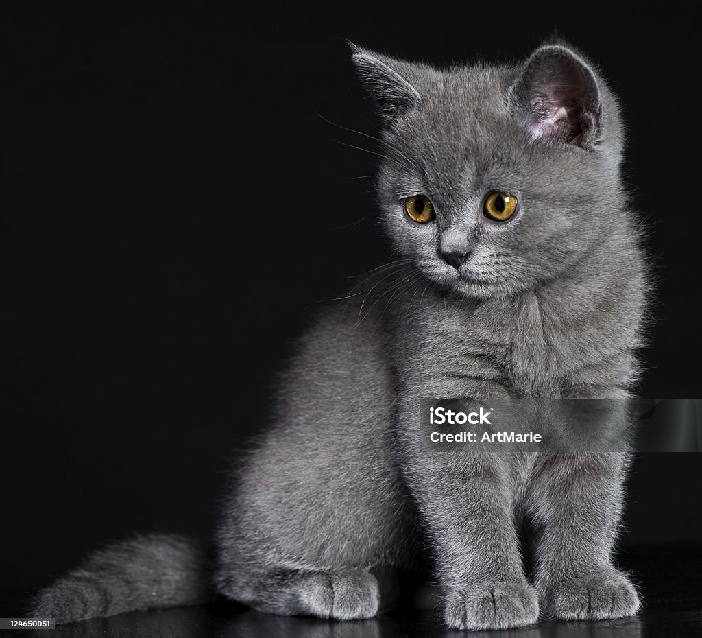 Cute kitten - Стоковые фото Американская короткошёрстная кошка роялти-фри