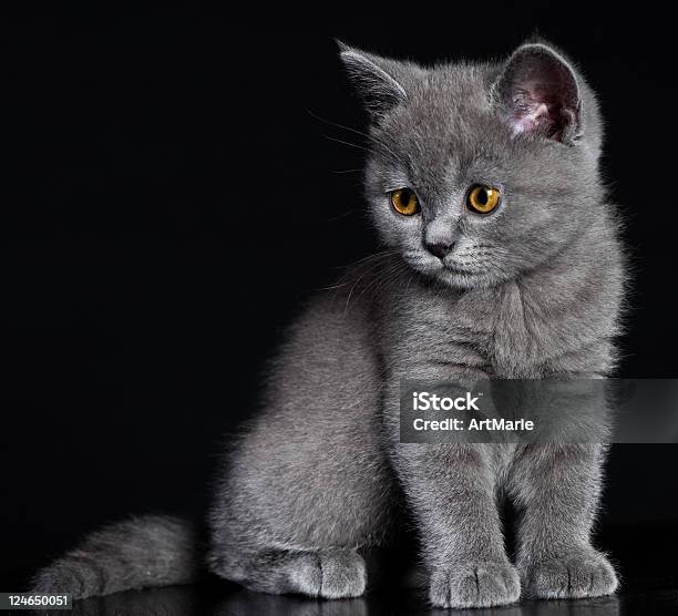 Cute Kitten — стоковые фотографии и другие картинки Американская короткошёрстная кошка - Американская короткошёрстная кошка, В полный рост, В помещении