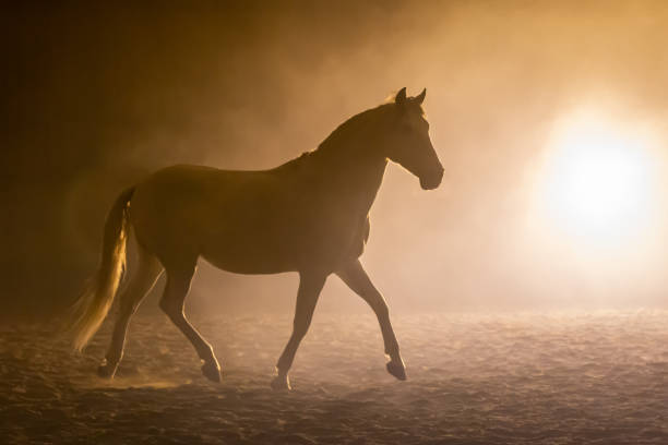 istock Andalusian horse in smokey setting 1246506165