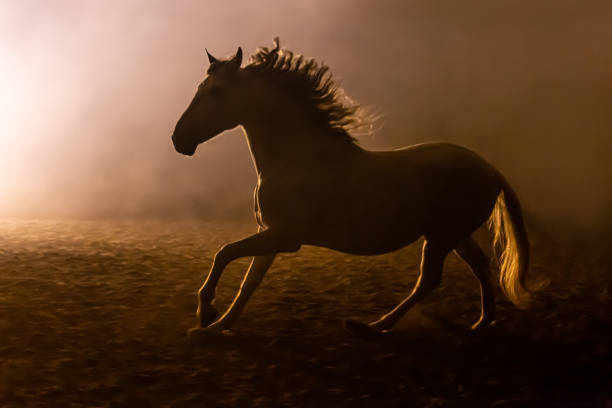 istock Andalusian horse in smokey setting 1246507735