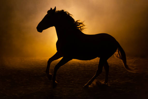 istock Andalusian horse in smokey setting 1246507738