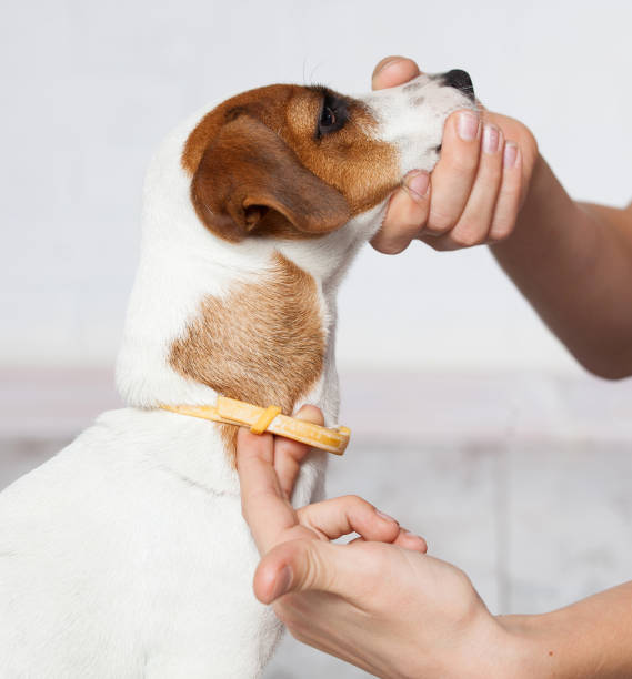 istock Dog collar against fleas and ticks 1246507754