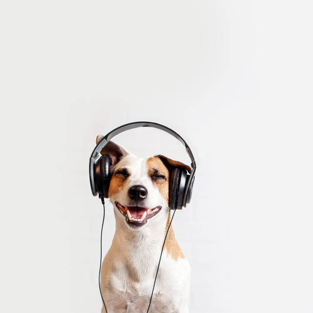 Dog in headphones listening to music Dog in headphones listening to music. Happy pet attentive dog stock pictures, royalty-free photos & images