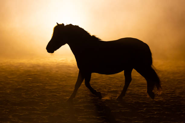 istock Shetland pony in smokey setting 1246512037