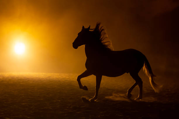 istock Andalusian horse in smokey setting 1246512598