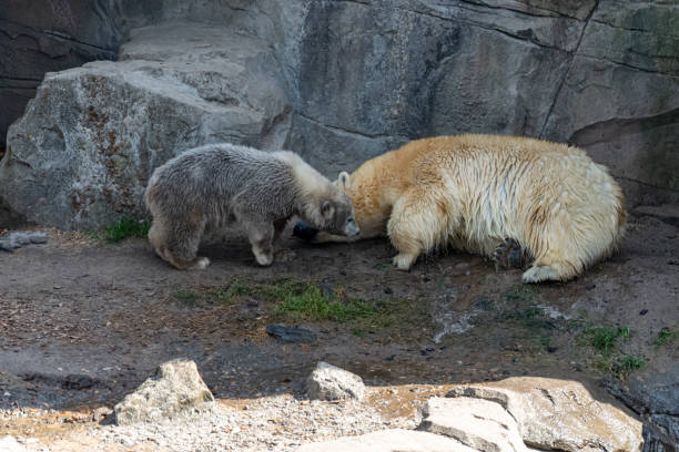 istock Polar bear mom protects her young 1246513120