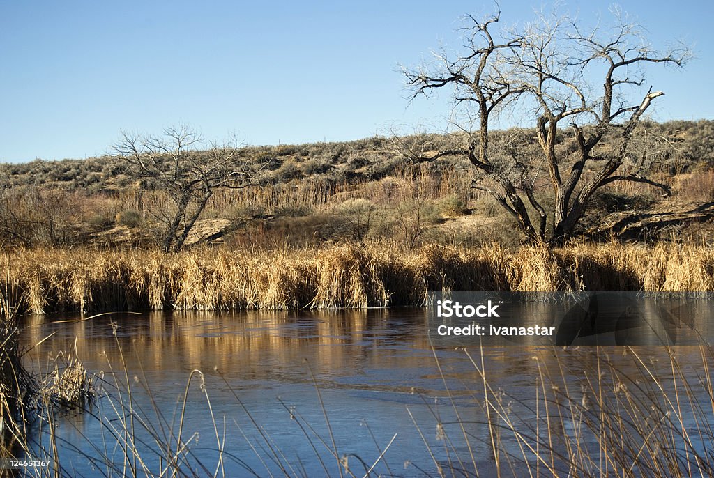 Humedales de Nuevo México - Foto de stock de Agua libre de derechos