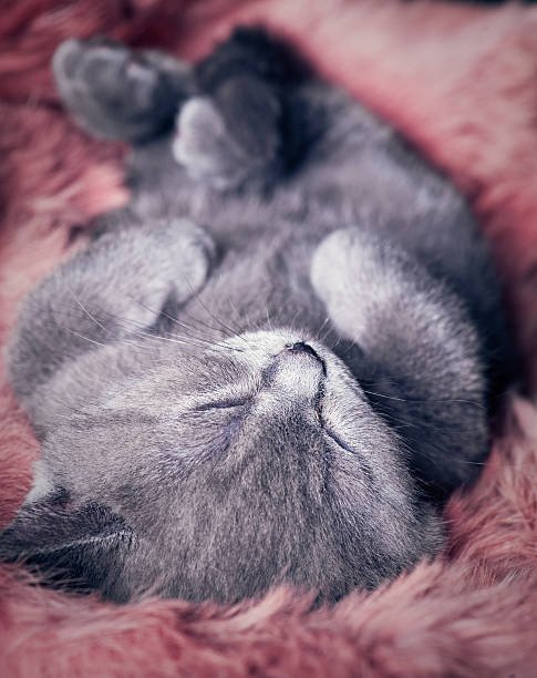 istock Cute British shorthair kitten 124651510