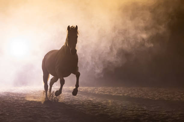 istock Andalusian horse in smokey setting 1246515823