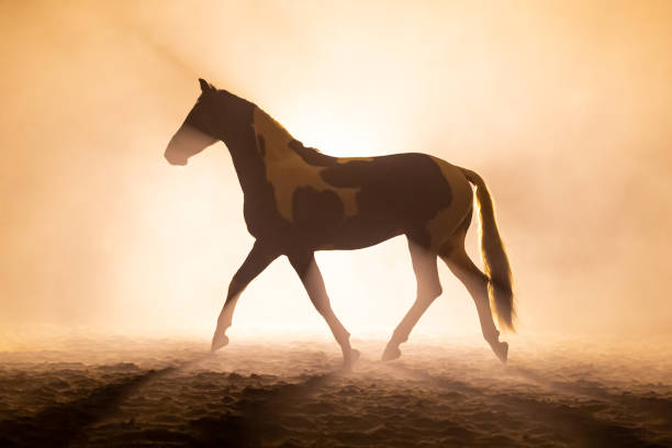istock Big horse in smokey setting 1246517432