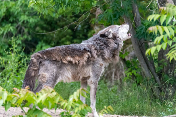 istock Timberwolf in his territory during fur change 1246518477