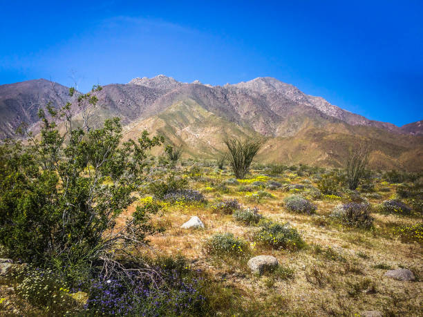 istock Anza Borrego Landscape 1246519001