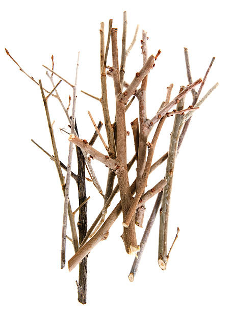 istock Twigs and Sticks Isolated on White 124651903