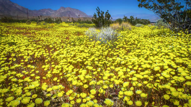 istock Yellow Flowers Field-(3) 1246520138